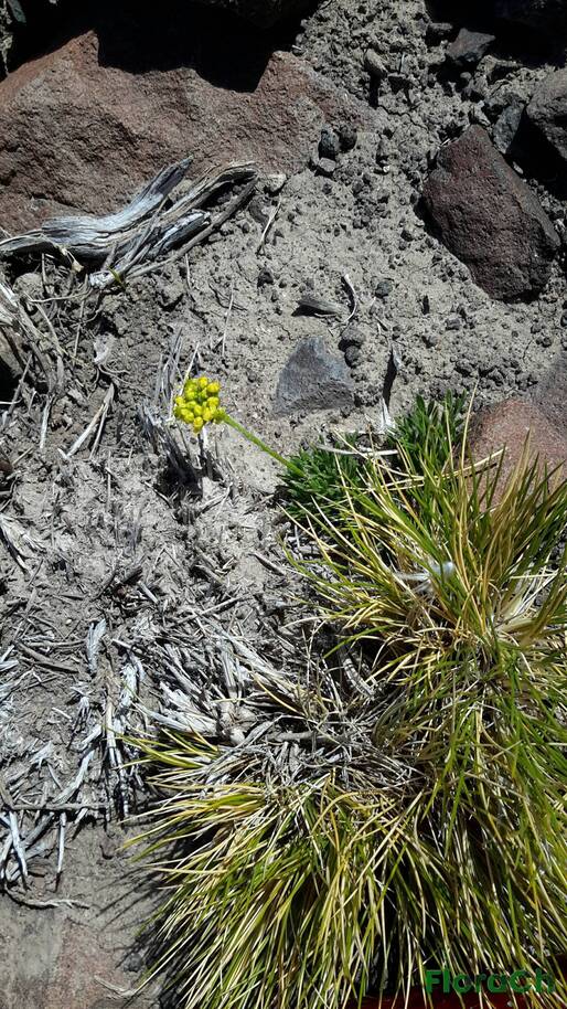 Nassauvia sp - FloraCh: Tomada el dia 1/11/2015 a las 10:48 en el departamento Gastre
