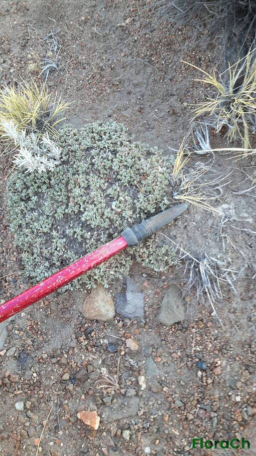 Nardophyllum bryoides - FloraCh: Tomada el dia 5/01/2016 a las 06:57 en el departamento Gastre