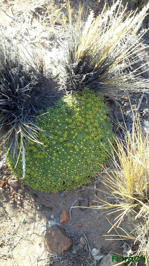 Azorella monantha - FloraCh: Tomada el dia 5/01/2016 a las 06:57 en el departamento Gastre