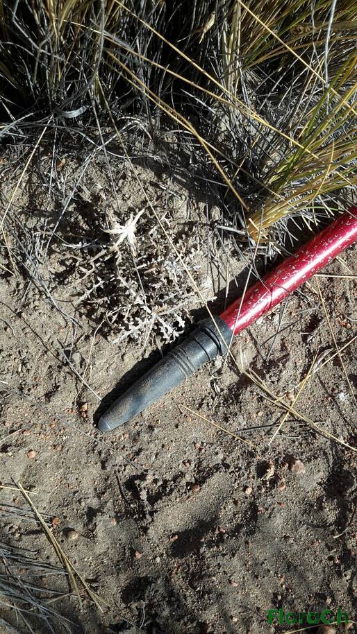 Hypochaeris incana - FloraCh: Tomada el dia 5/01/2016 a las 08:30 en el departamento Gastre