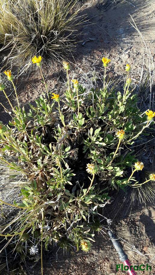 Grindelia chiloensis - FloraCh: Tomada el dia 5/01/2016 a las 08:30 en el departamento Gastre