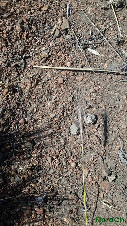 Hordeum comosum - FloraCh: Tomada el dia 5/01/2016 a las 10:10 en el departamento Gastre