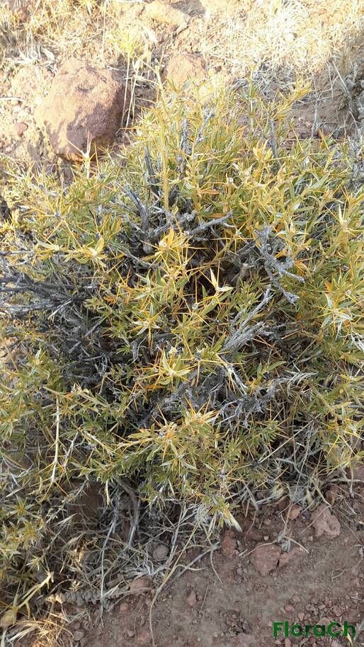 Chuquiraga straminea - FloraCh: Tomada el dia 6/01/2016 a las 08:12 en el departamento Gastre