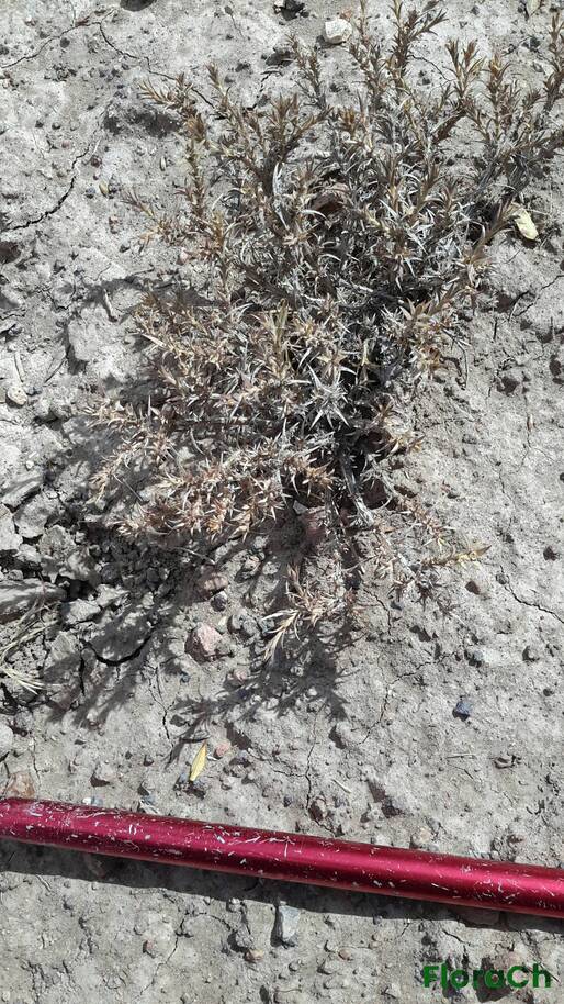 Junellia tonini - FloraCh: Tomada el dia 6/01/2016 a las 11:13 en el departamento Gastre