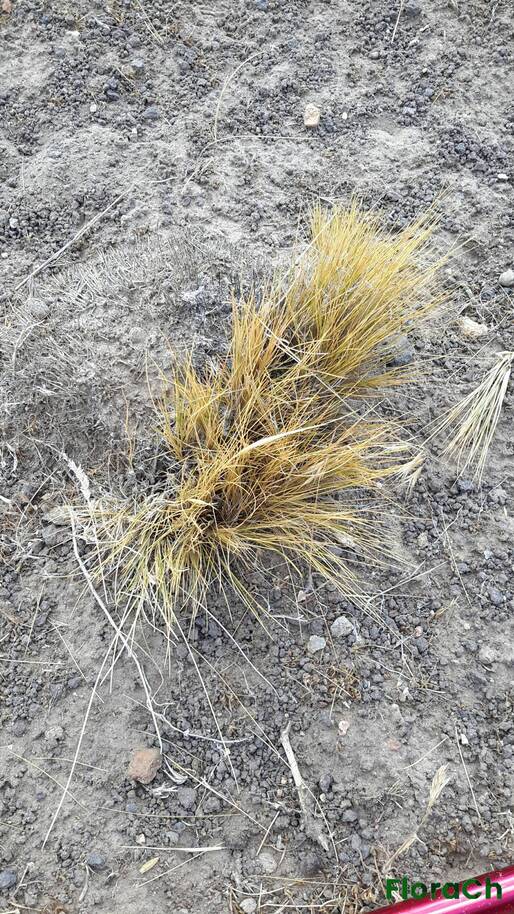 Pappostipa speciosa - FloraCh: Tomada el dia 6/01/2016 a las 11:13 en el departamento Gastre