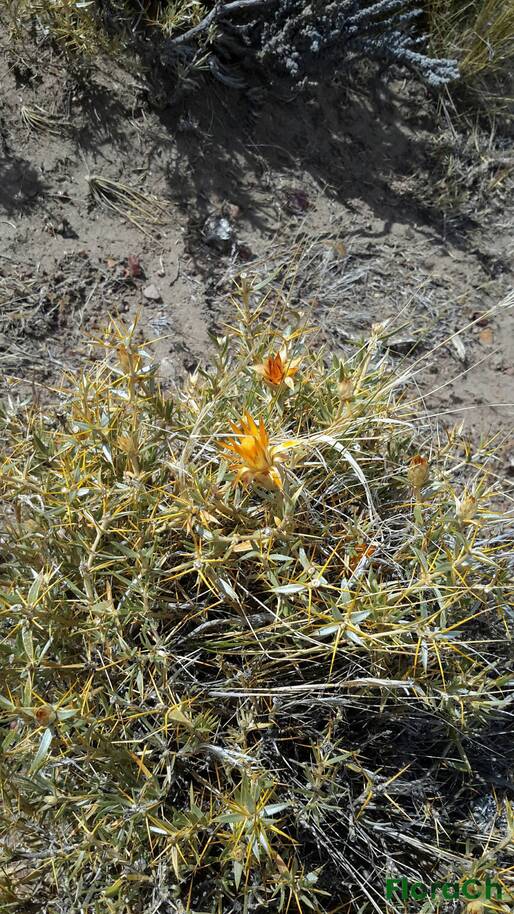 Chuquiraga straminea - FloraCh: Tomada el dia 6/01/2016 a las 14:47 en el departamento Gastre