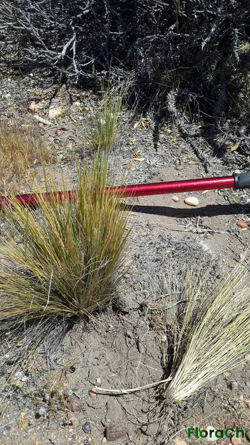 Pappostipa speciosa - FloraCh: Tomada el dia 6/12/2015 a las 12:41 en el departamento Paso de Indios
