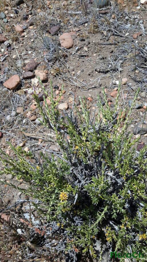Junellia spissa - FloraCh: Tomada el dia 6/12/2015 a las 12:41 en el departamento Paso de Indios