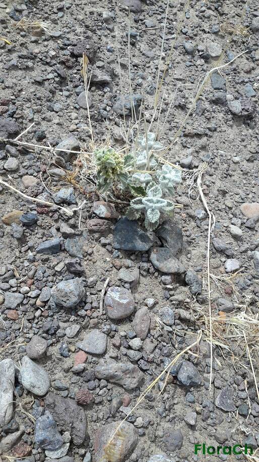 Marrubium vulgare - FloraCh: Tomada el dia 4/01/2016 a las 13:33 en el departamento Telsen