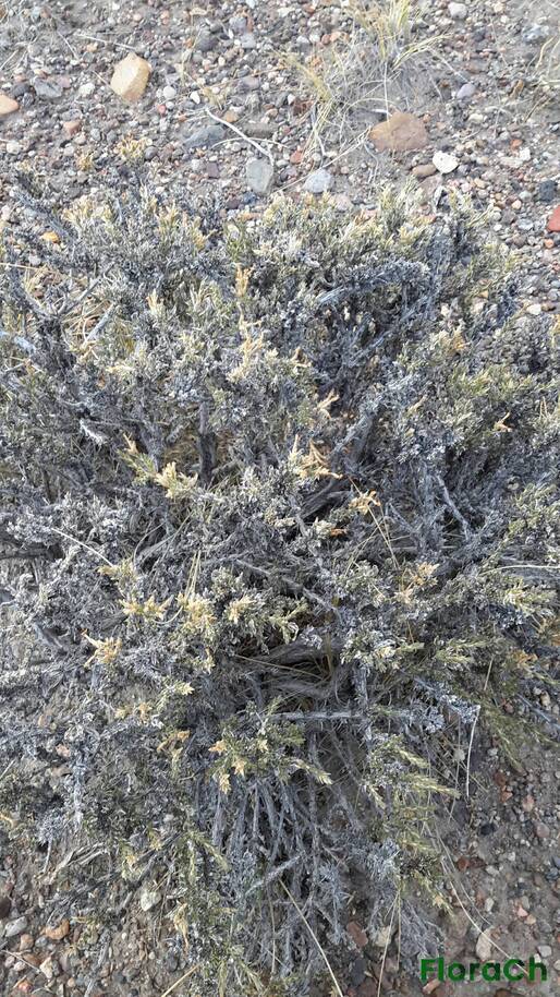 Junellia spissa - FloraCh: Tomada el dia 4/01/2016 a las 19:12 en el departamento Telsen