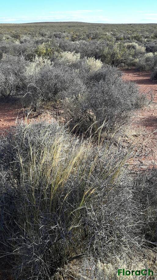 Jarava neaei - FloraCh: Tomada el dia 1/02/2016 a las 08:43 en el departamento Telsen