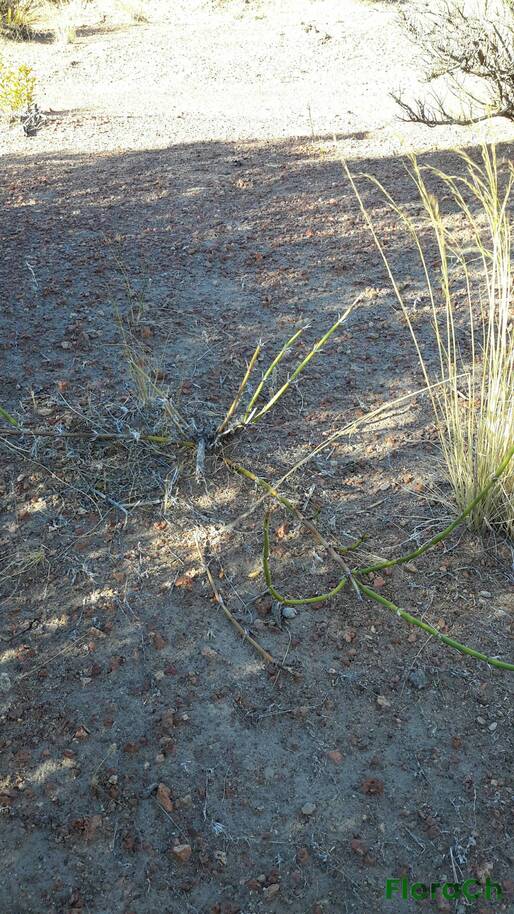 Ephedra ochreata - FloraCh: Tomada el dia 1/02/2016 a las 08:43 en el departamento Telsen