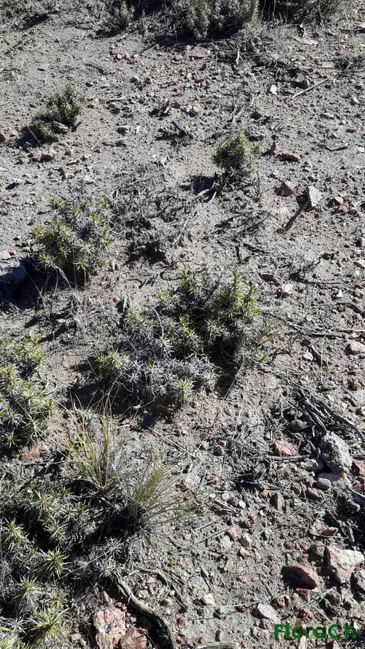 Nassauvia sp - FloraCh: Tomada el dia 1/02/2016 a las 10:00 en el departamento Telsen