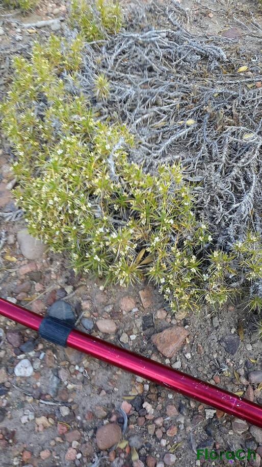 Nassauvia sp - FloraCh: Tomada el dia 6/12/2015 a las 15:16 en el departamento Paso de Indios