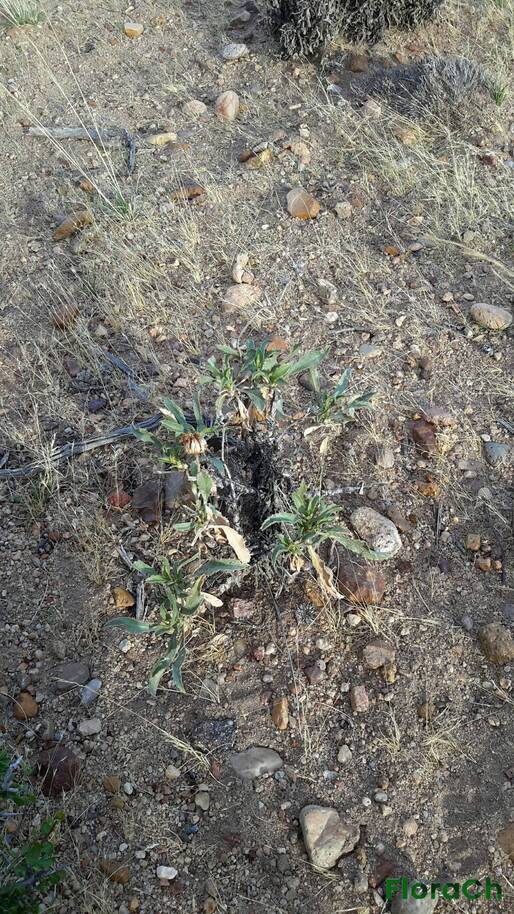 Grindelia chiloensis - FloraCh: Tomada el dia 5/02/2016 a las 19:06 en el departamento Paso de Indios