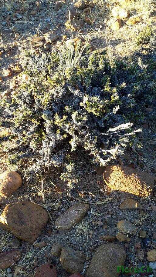 Junellia sp - FloraCh: Tomada el dia 6/02/2016 a las 07:14 en el departamento Paso de Indios