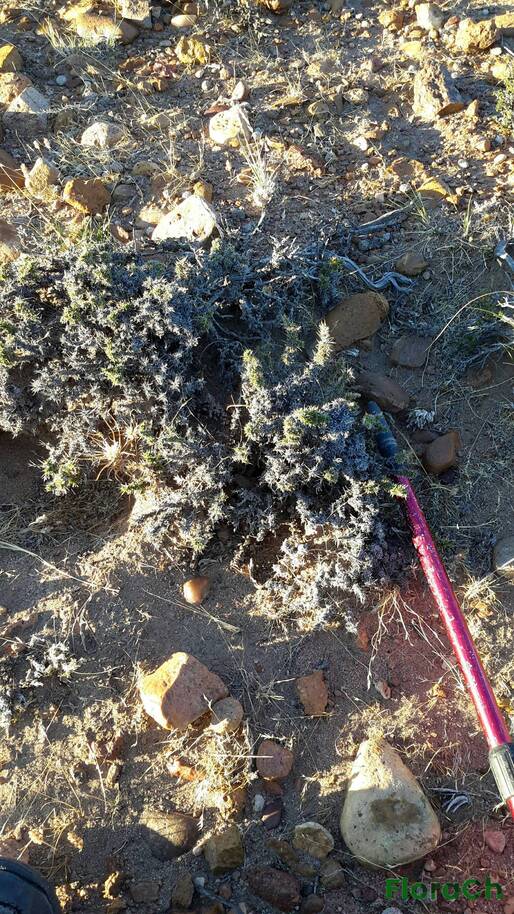 Junellia sp - FloraCh: Tomada el dia 6/02/2016 a las 07:14 en el departamento Paso de Indios