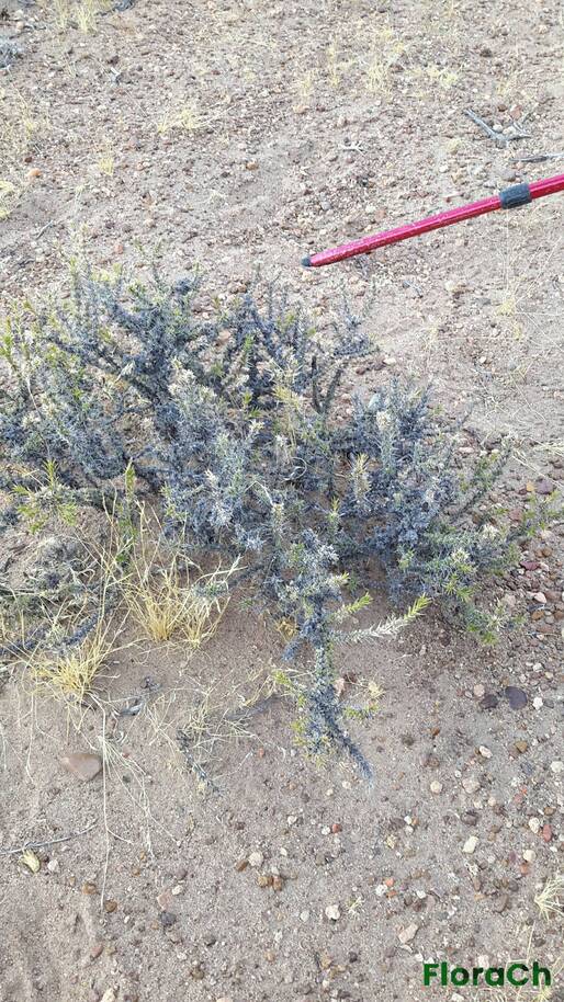 Junellia sp - FloraCh: Tomada el dia 6/02/2016 a las 08:47 en el departamento Paso de Indios