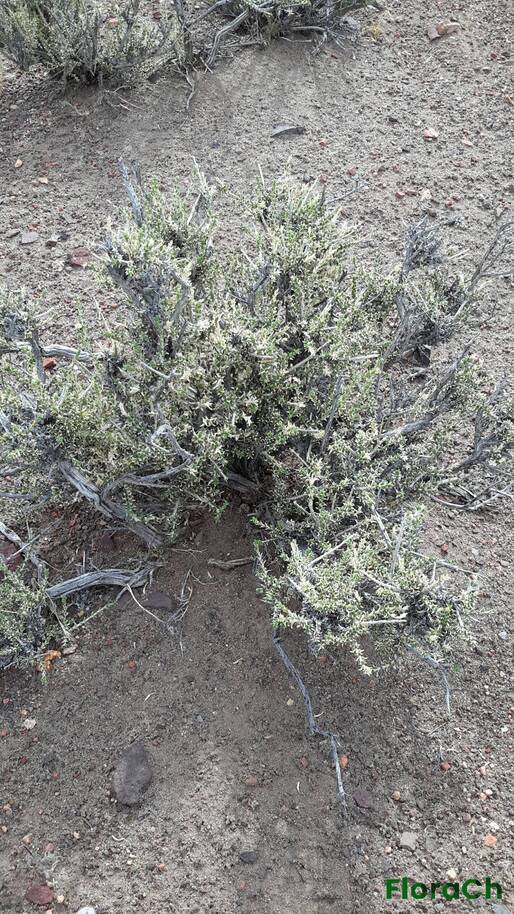 Junellia connatibracteata - FloraCh: Tomada el dia 6/02/2016 a las 16:28 en el departamento Paso de Indios