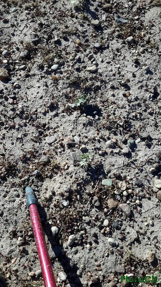 Sphaeralcea mendocina - FloraCh: Tomada el dia 7/02/2016 a las 09:36 en el departamento Paso de Indios