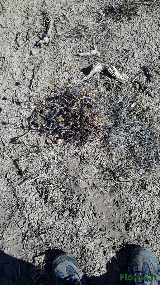 Grindelia chiloensis - FloraCh: Tomada el dia 7/02/2016 a las 16:23 en el departamento Paso de Indios