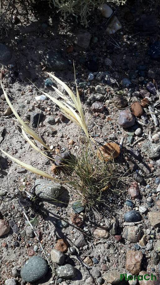 Poa lanuginosa - FloraCh: Tomada el dia 7/02/2016 a las 10:49 en el departamento Paso de Indios