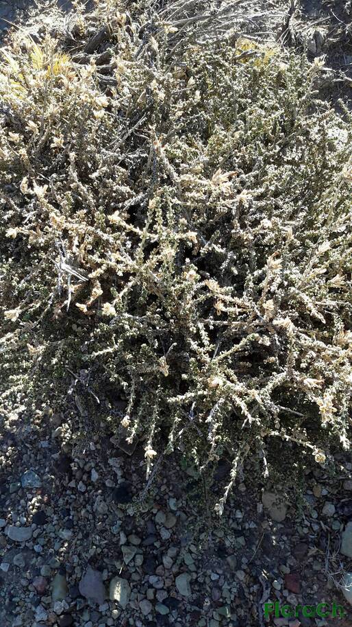 Junellia thymifolia - FloraCh: Tomada el dia 7/02/2016 a las 18:26 en el departamento Paso de Indios