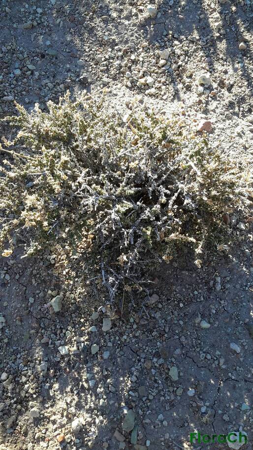 Junellia thymifolia - FloraCh: Tomada el dia 7/02/2016 a las 18:26 en el departamento Paso de Indios