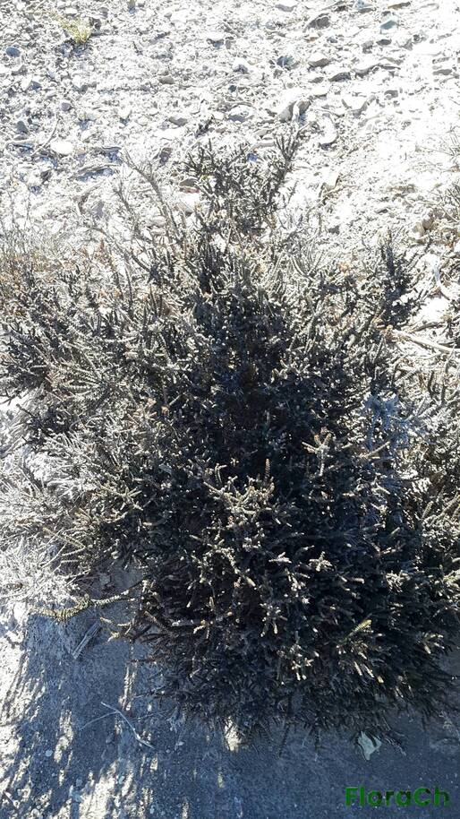 Mulguraea tridens - FloraCh: Tomada el dia 7/02/2016 a las 17:25 en el departamento Paso de Indios