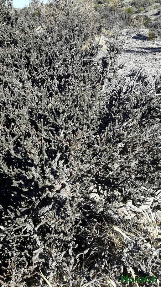 Mulguraea tridens - FloraCh: Tomada el dia 7/02/2016 a las 17:25 en el departamento Paso de Indios