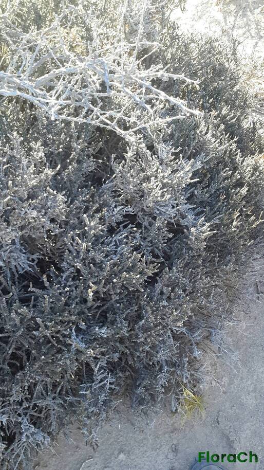 Mulguraea tridens - FloraCh: Tomada el dia 7/02/2016 a las 17:25 en el departamento Paso de Indios