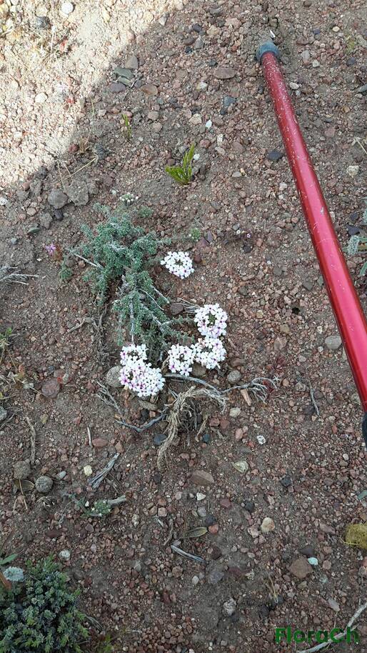 Junellia sp - FloraCh: Tomada el dia 7/11/2016 a las 09:54 en el departamento Gastre