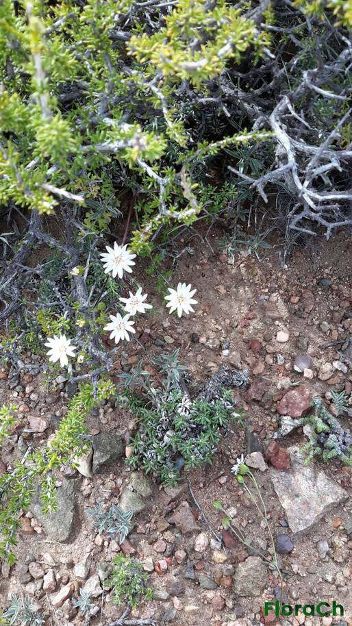 Leucheria achillaeifolia - FloraCh: Tomada el dia 7/11/2016 a las 11:45 en el departamento Gastre