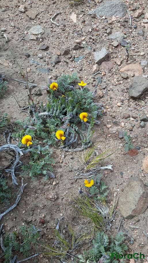 Adesmia villosa - FloraCh: Tomada el dia 7/11/2016 a las 11:45 en el departamento Gastre