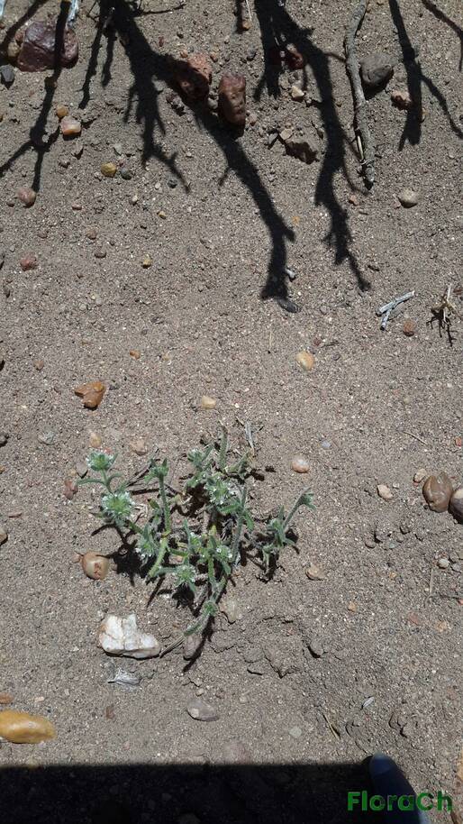Cryptantha patagonica - FloraCh: Tomada el dia 7/12/2015 a las 13:36 en el departamento Paso de Indios