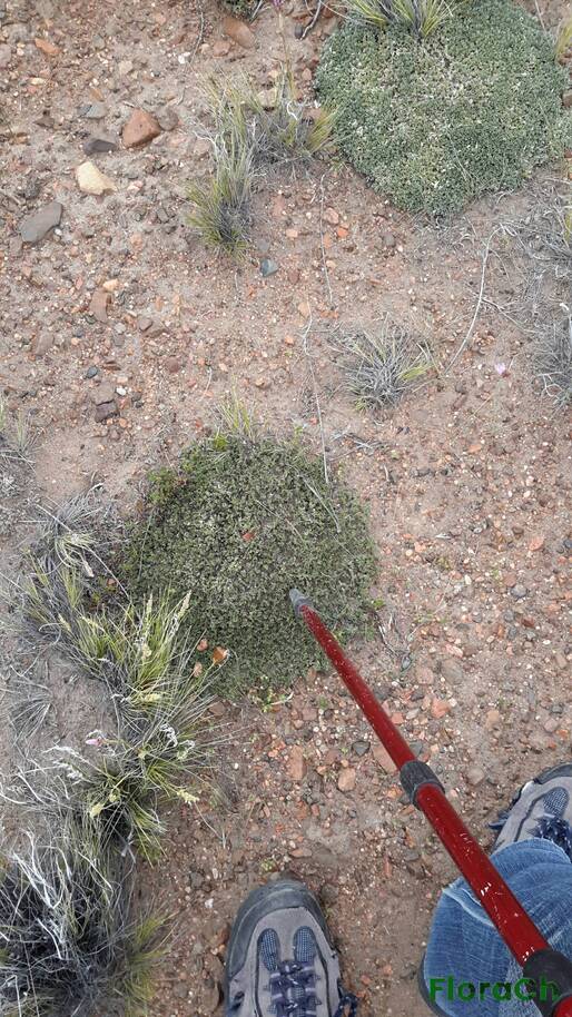 Adesmia villosa - FloraCh: Tomada el dia 1/11/2016 a las 07:09 en el departamento Gastre