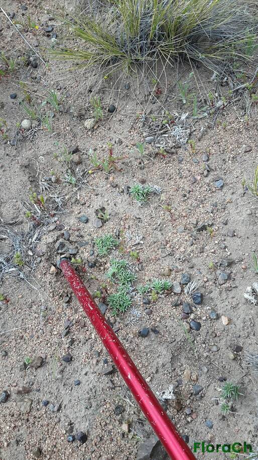 Camissonia dentata - FloraCh: Tomada el dia 7/11/2016 a las 16:05 en el departamento Gastre