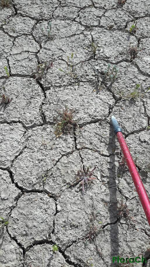 Plantago myosuros - FloraCh: Tomada el dia 2/11/2016 a las 15:50 en el departamento Telsen