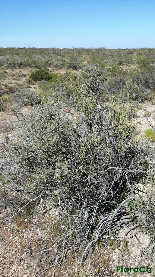 Neosparton aphyllum - FloraCh: Tomada el dia 2/11/2016 a las 09:27 en el departamento Telsen
