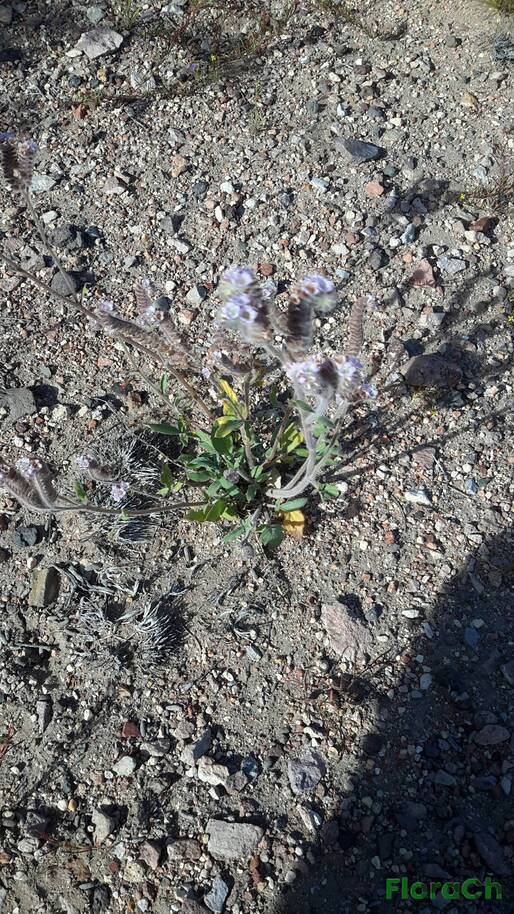 Phacelia secunda var secunda - FloraCh: Tomada el dia 2/11/2016 a las 08:34 en el departamento Telsen