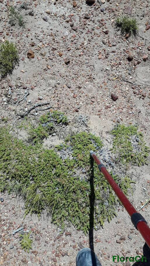 Junellia sp - FloraCh: Tomada el dia 1/12/2016 a las 13:43 en el departamento Mártires