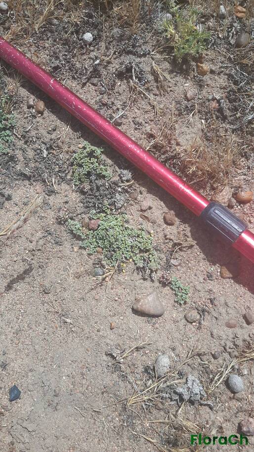 Junellia micrantha - FloraCh: Tomada el dia 7/12/2016 a las 11:23 en el departamento Mártires