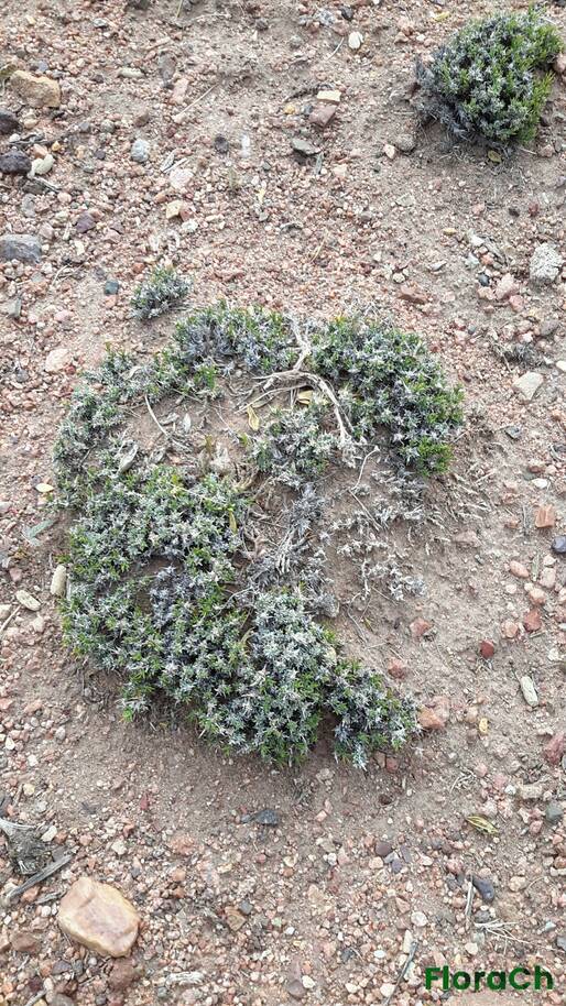 Nassauvia sp - FloraCh: Tomada el dia 1/11/2015 a las 16:37 en el departamento Gastre