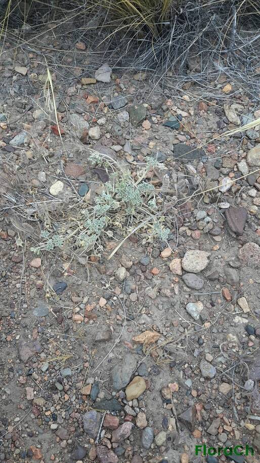 Lecanophora subacaulis - FloraCh: Tomada el dia 2/01/2017 a las 13:45 en el departamento Gastre