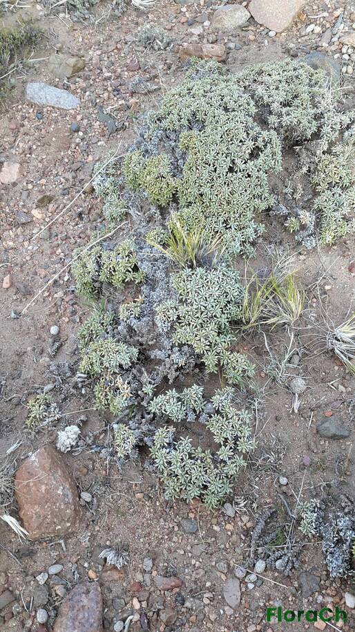 Brachyclados sp - FloraCh: Tomada el dia 1/11/2015 a las 18:23 en el departamento Gastre