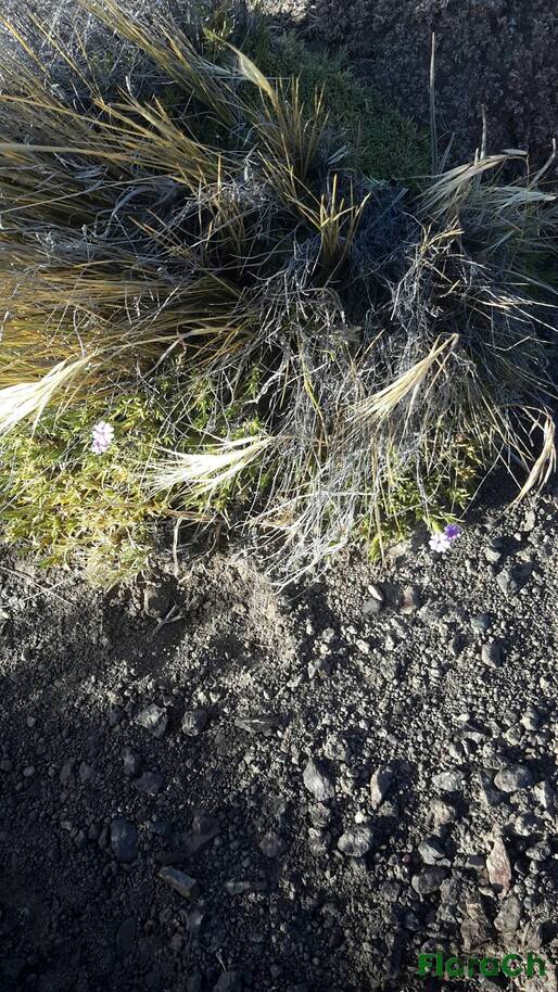 Junellia spissa - FloraCh: Tomada el dia 2/01/2017 a las 08:02 en el departamento Gastre