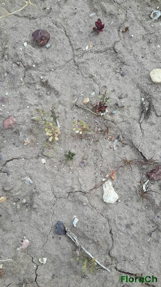 Camelina microcarpa - FloraCh: Tomada el dia 7/11/2015 a las 15:24 en el departamento Gastre