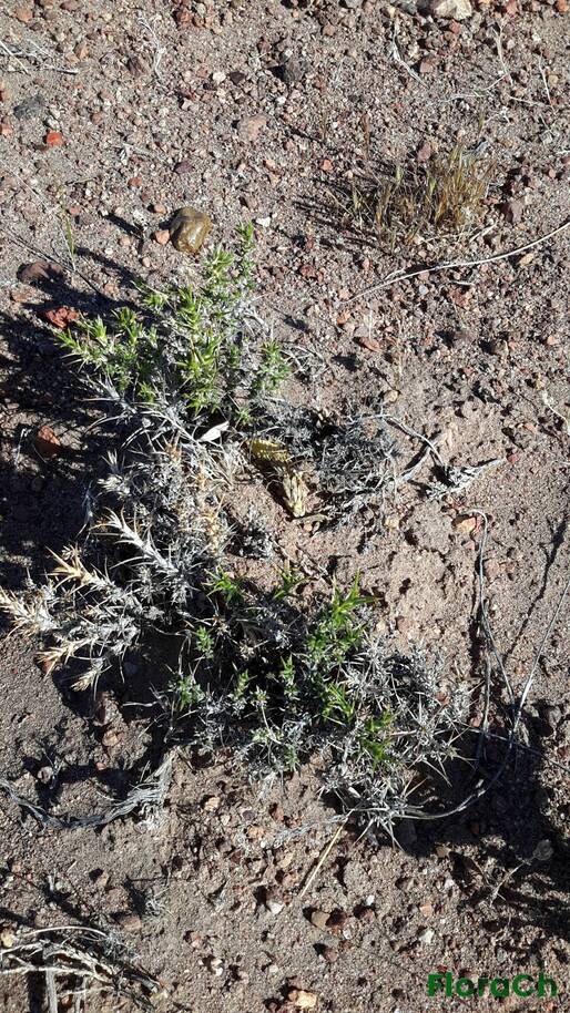 Nassauvia ulicina - FloraCh: Tomada el dia 7/11/2015 a las 17:14 en el departamento Gastre