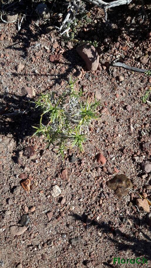 Nassauvia ulicina - FloraCh: Tomada el dia 7/11/2015 a las 17:14 en el departamento Gastre