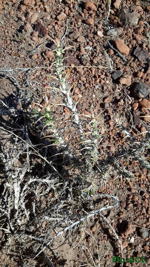 Nassauvia sp - FloraCh: Tomada el dia 7/11/2015 a las 17:14 en el departamento Gastre